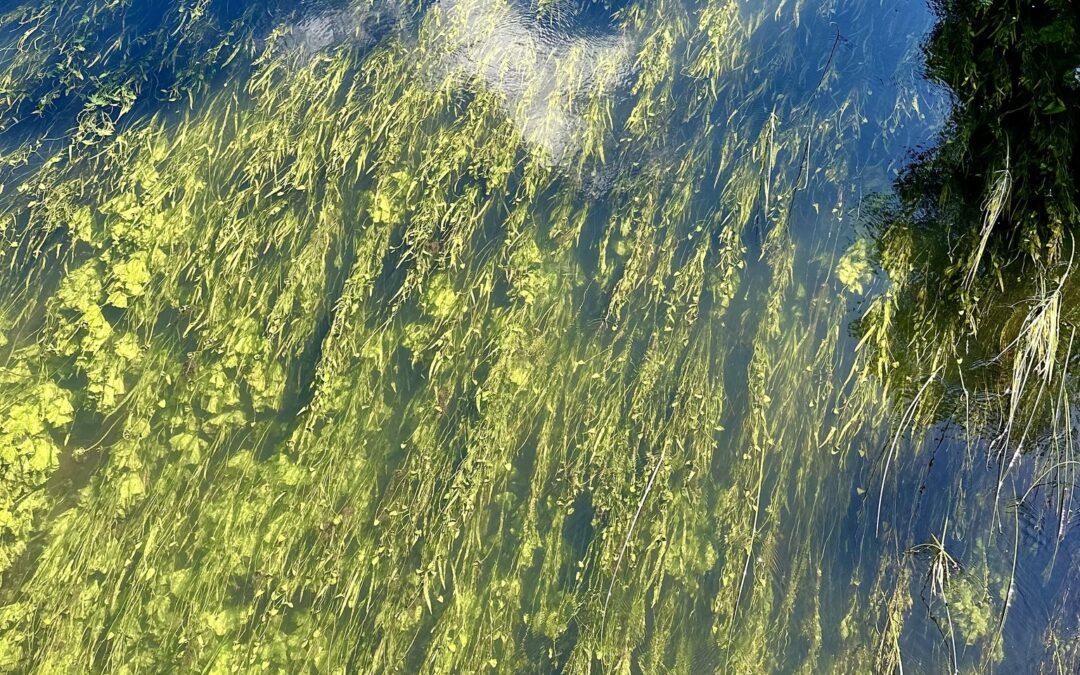 DŹWIĘKOSPACERY: Czarcia Wyspa – tworzenie słuchowiska w terenie! Warsztaty dla dzieci