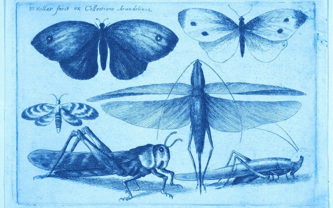 BŁĘKIT PRUSKI_koncert #2: Insect Drummers – Krzysztof Topolski Arszyn