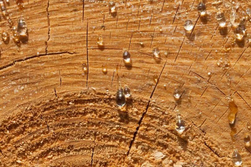 Zioła na Mazurach: Żywice, dziegcie, terpeny – warsztaty z Sarą Orzechowską